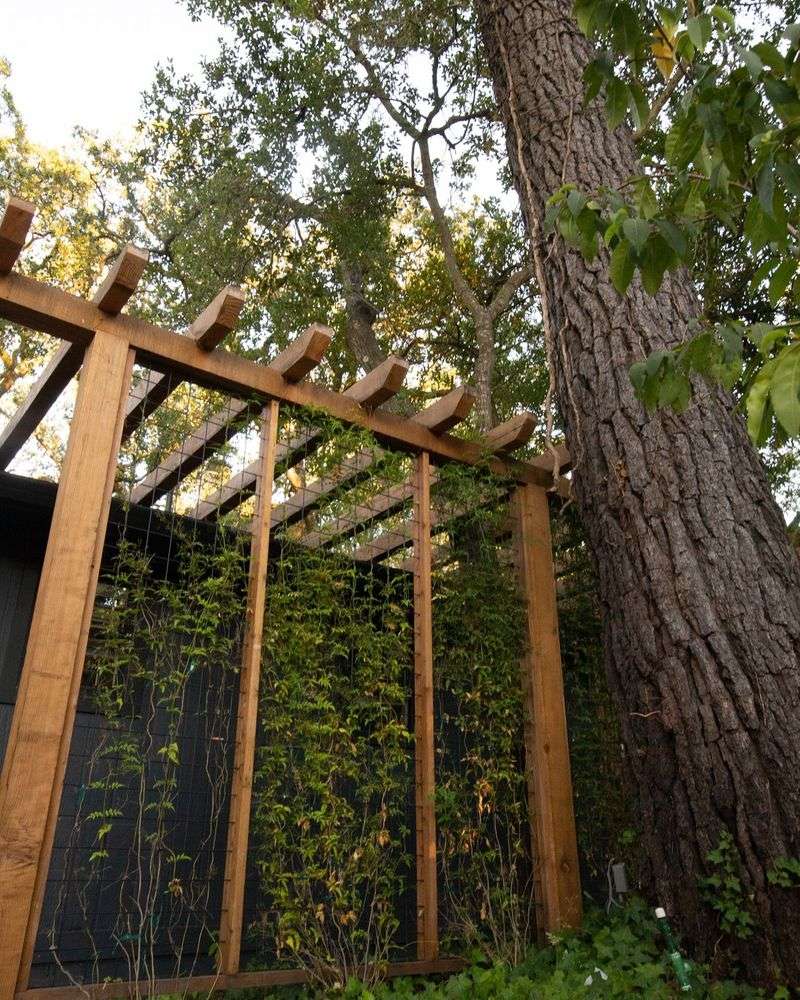 Trellis with Climbing Vines