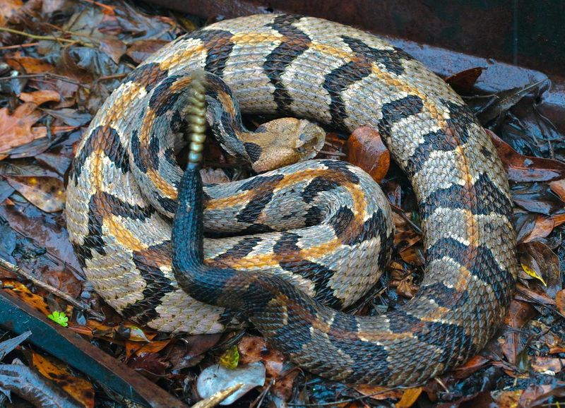 Canebrake Rattlesnake