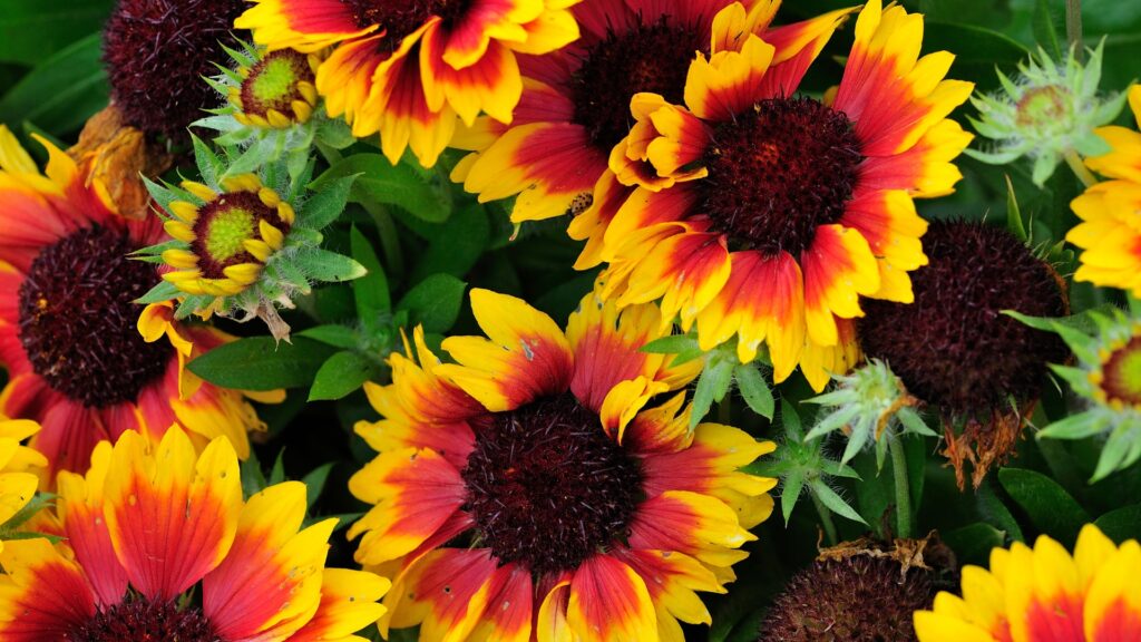 Gaillardia 