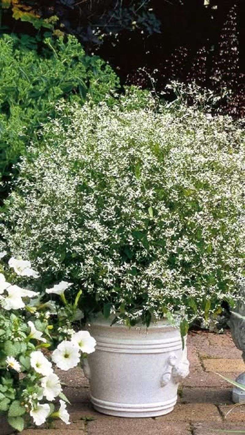 Euphorbia 'Diamond Frost'