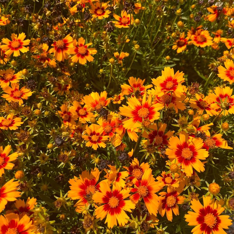 Coreopsis