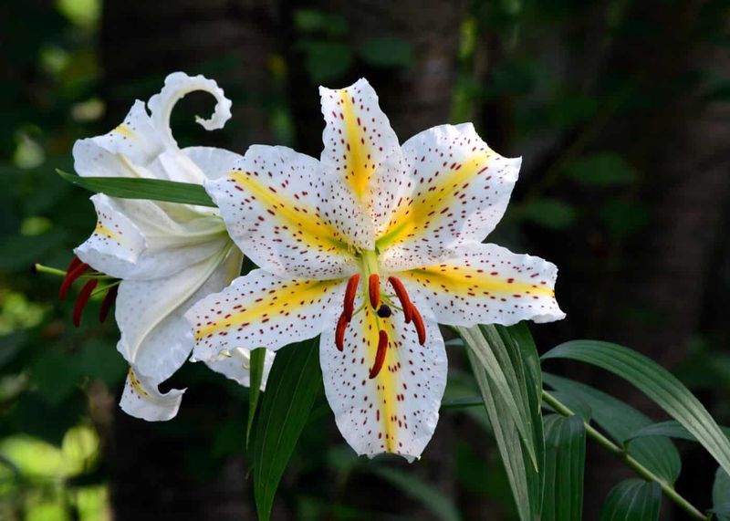 Pollen-Free Lilies