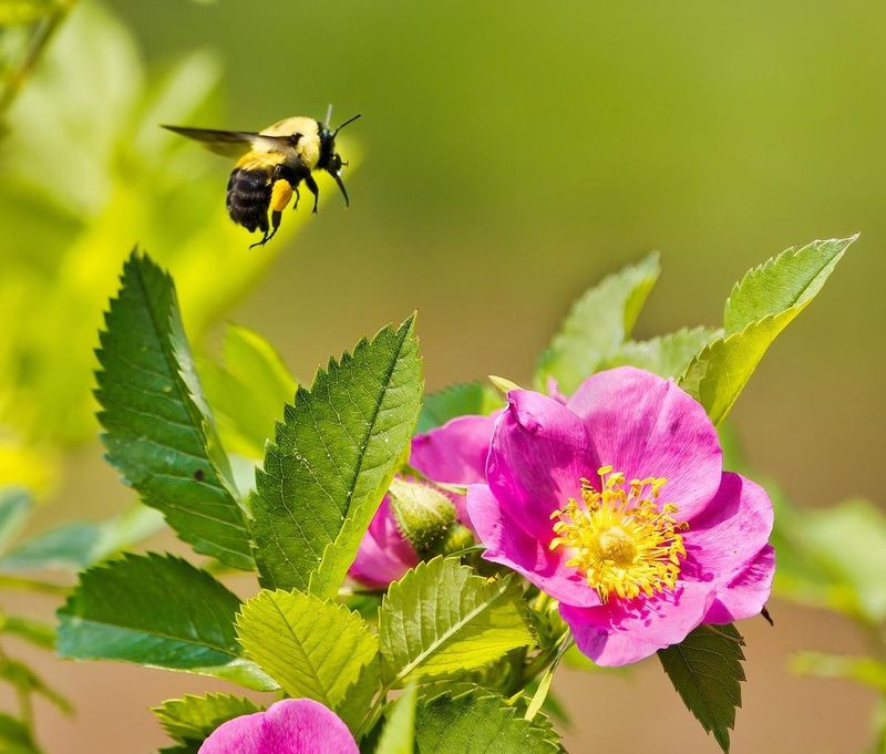 Swamp Rose (Rosa palustris)