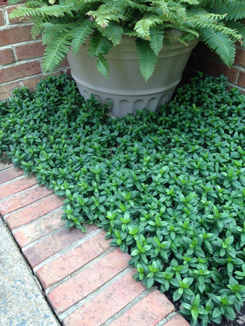 Dense Ground Cover Plants