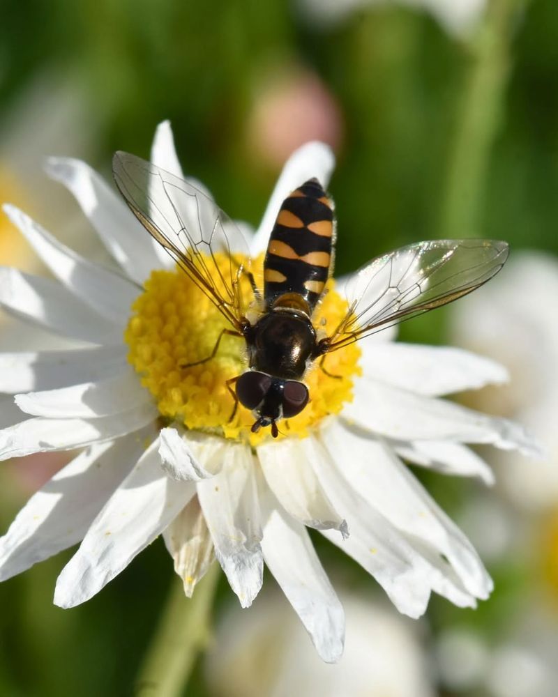 Pollinating Hoverflies