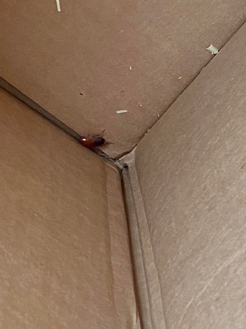 Cardboard Boxes