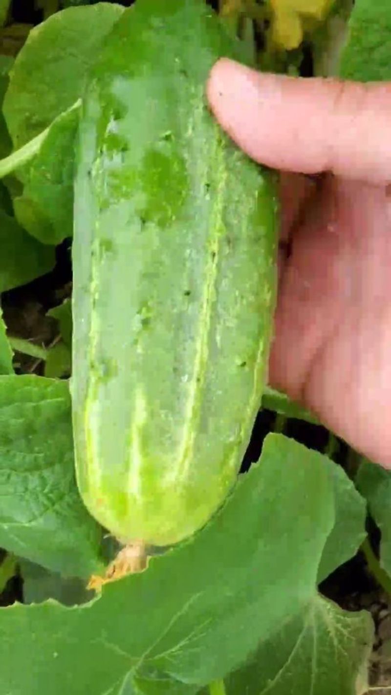 Cucumber Seed Planting