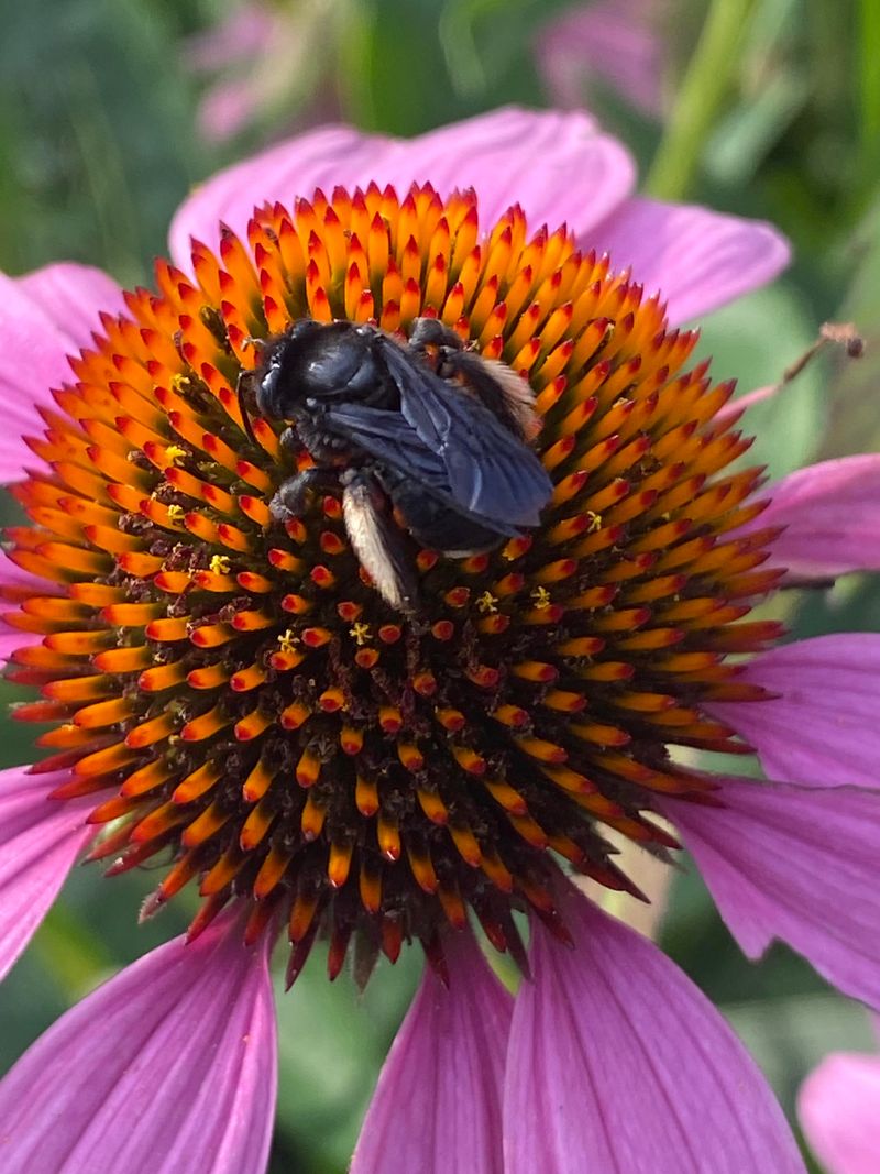 Bee Protectors