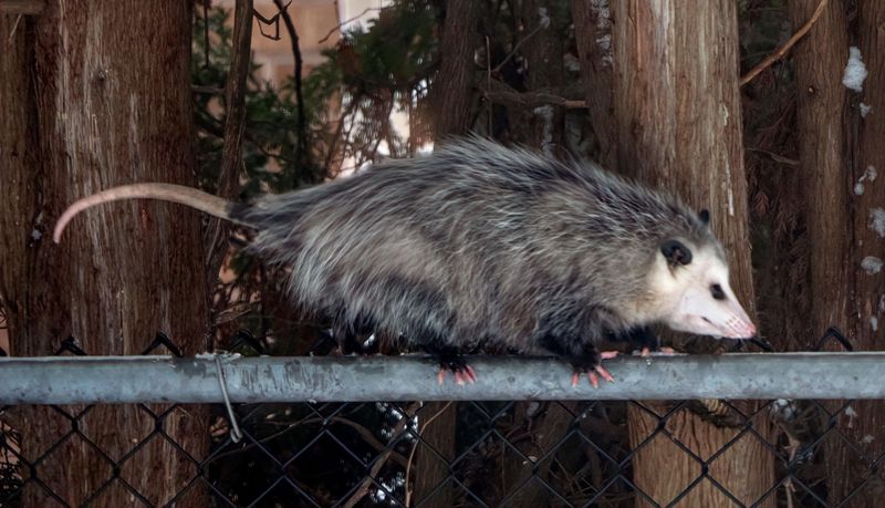 Rodent Population Managers