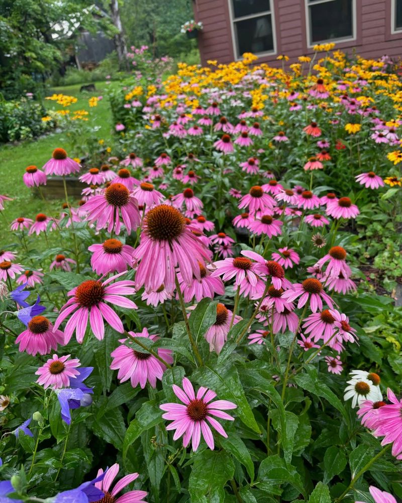 Coneflowers Respond To Strategic Cutting