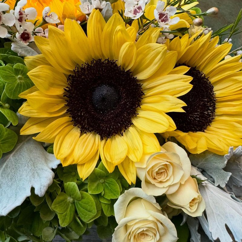 Sunflowers