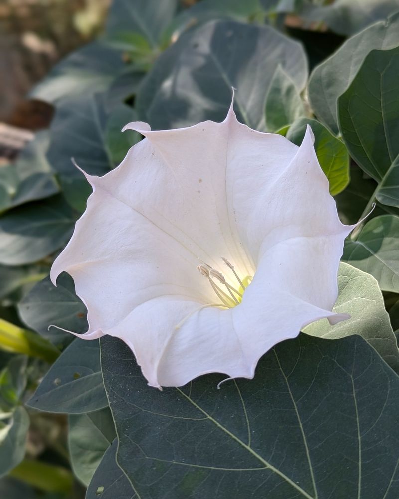 Datura