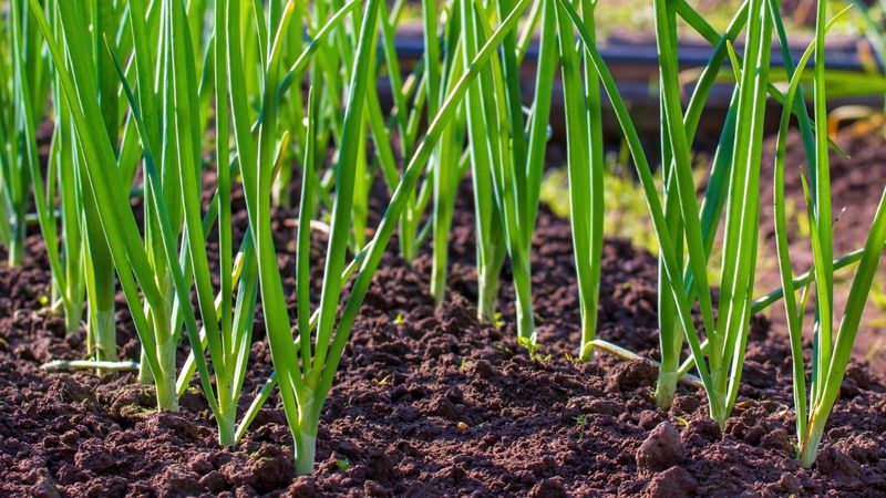 Onions
