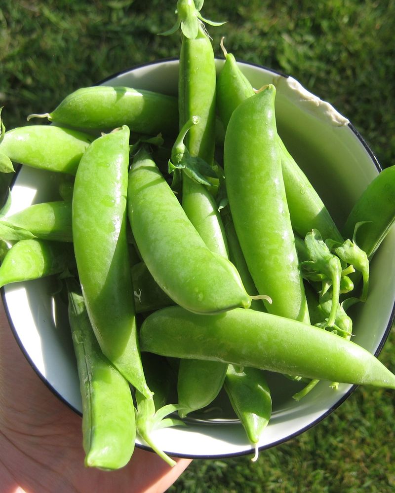 Snap Peas