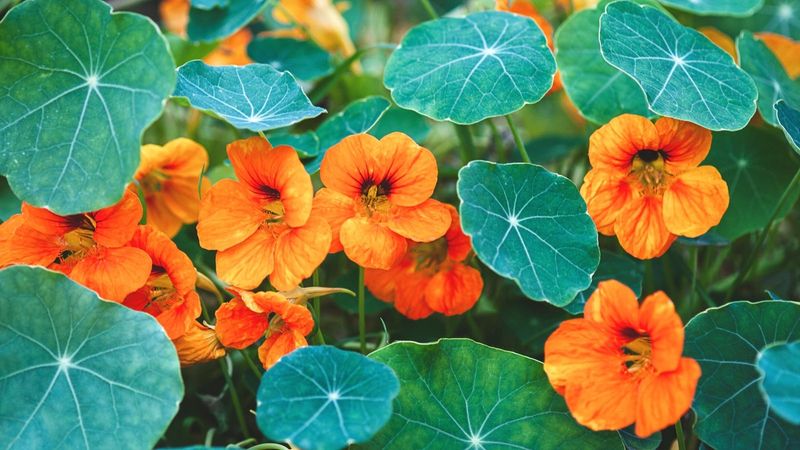 Nasturtium's Pest Distraction