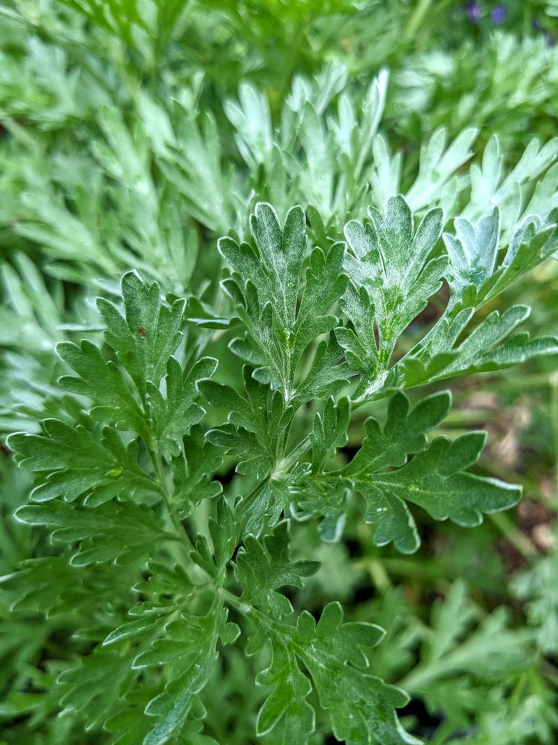 Wormwood
