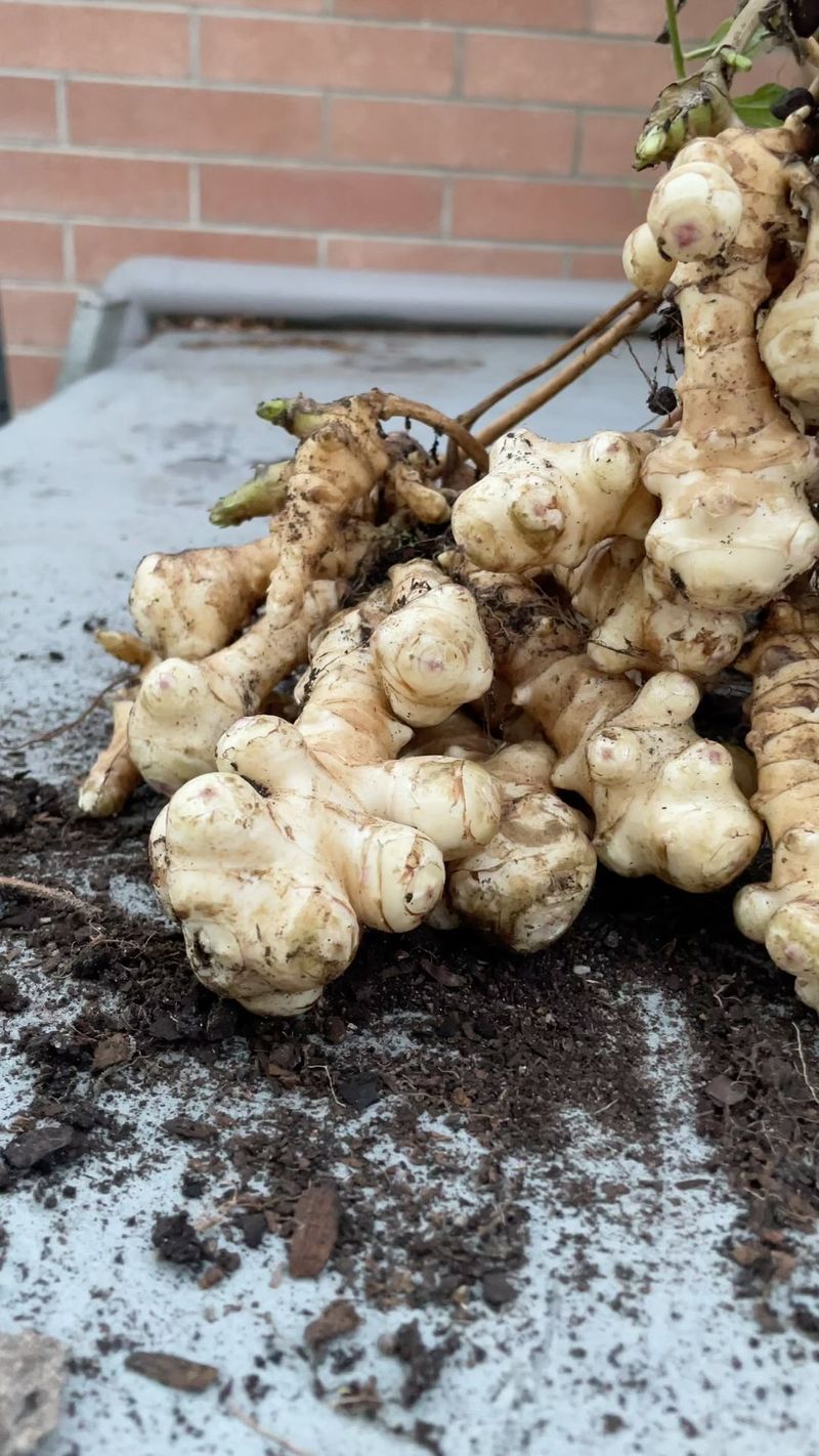 Jerusalem Artichokes