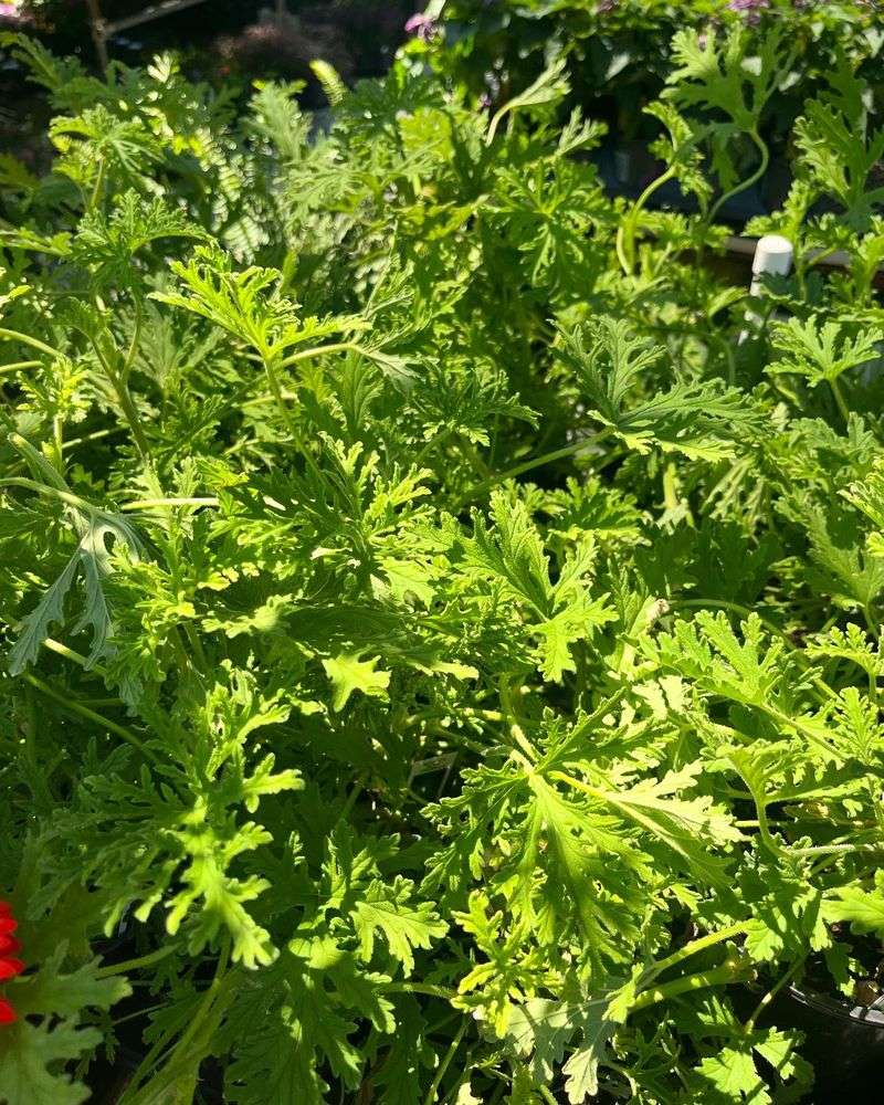 Citronella