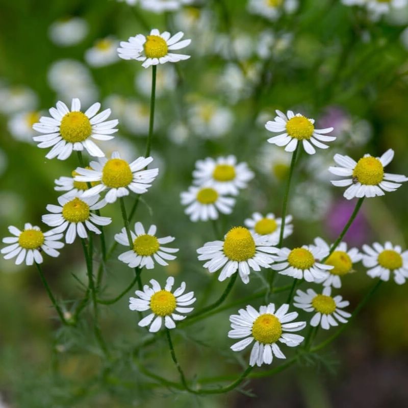 Roman Chamomile