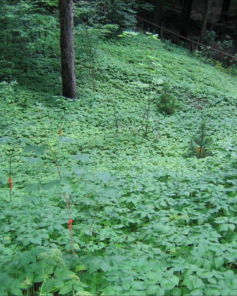 Goutweed: The Garden Escape
