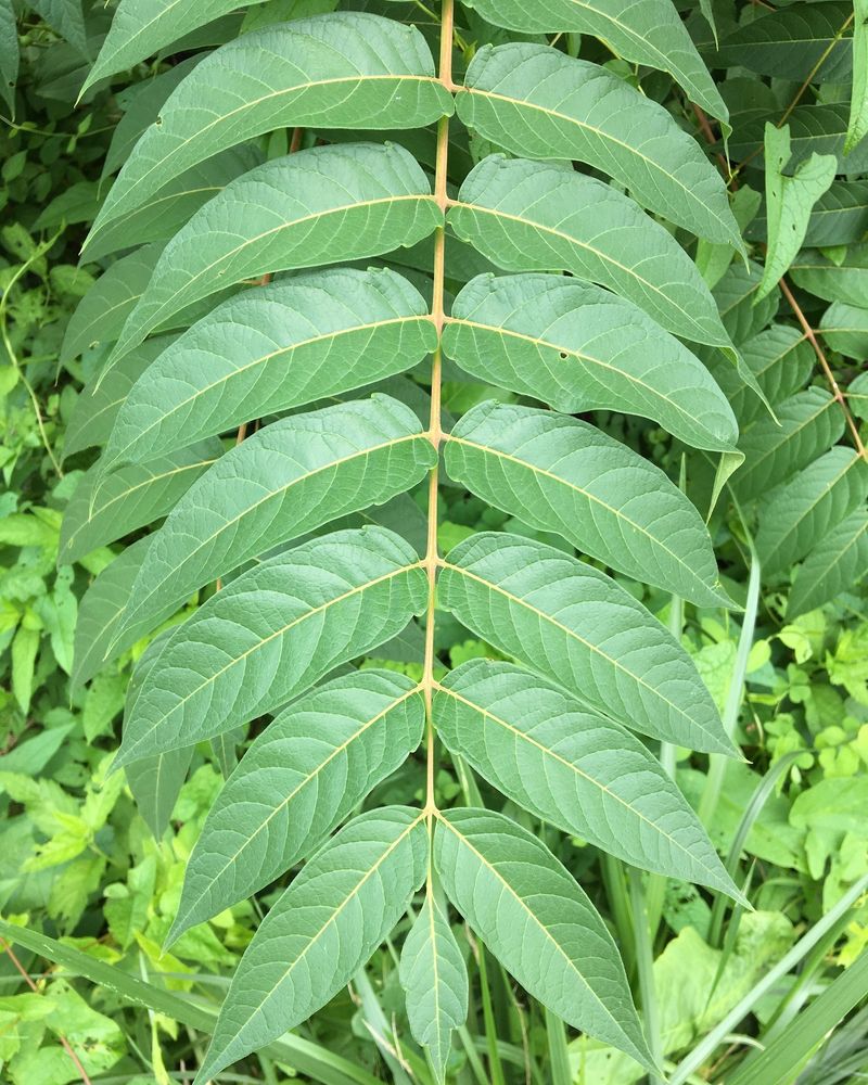 Tree of Heaven: The Stinky Imposter
