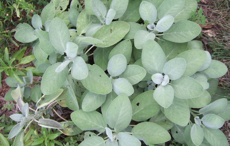Sage: Aromatic Insect Repellent