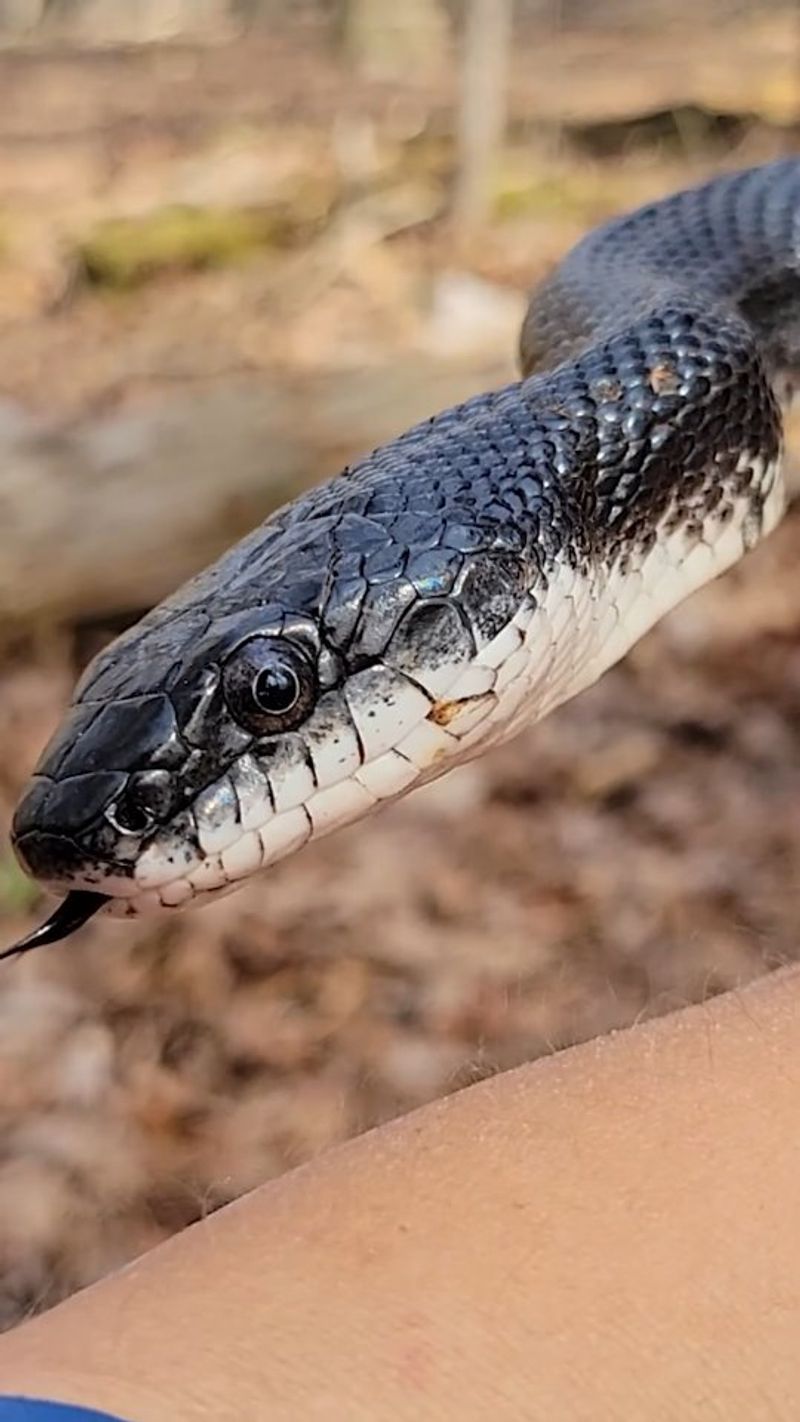 Rat Snake: Nature's Rodent Control