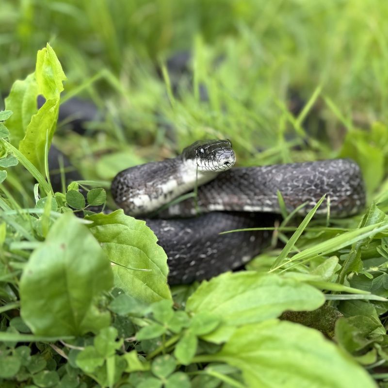 Rat Snake