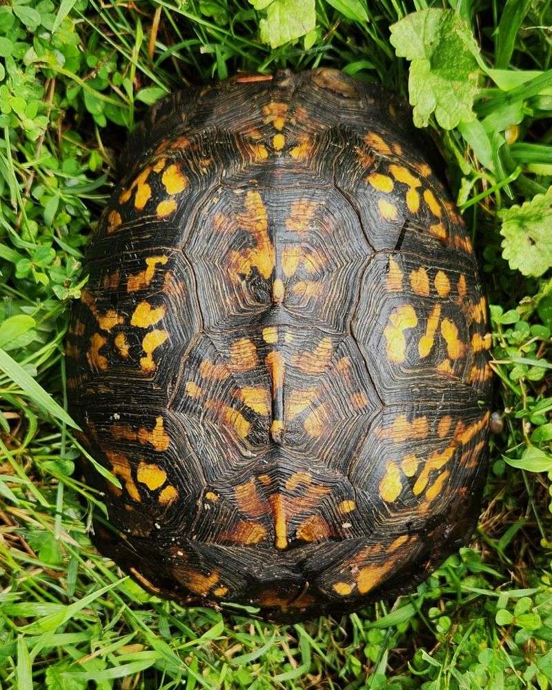 Box Turtles: Ancient Garden Wanderers