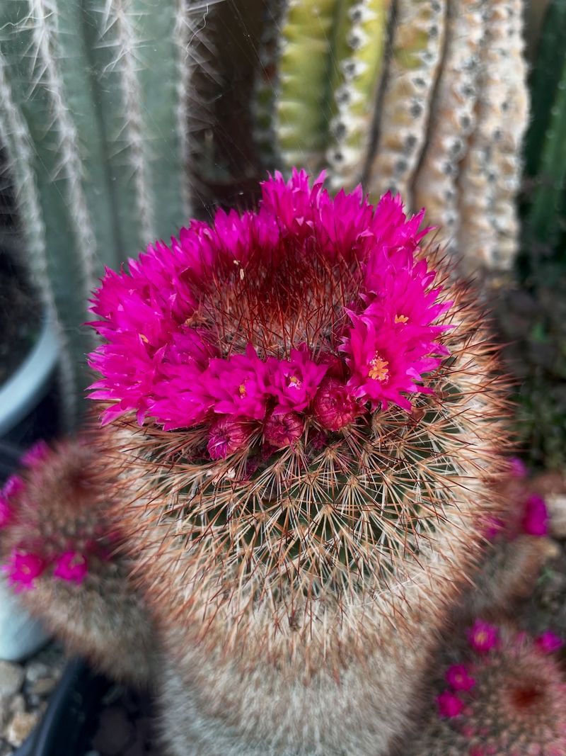 Mammillaria spinosissima (Red-Headed Irishman)