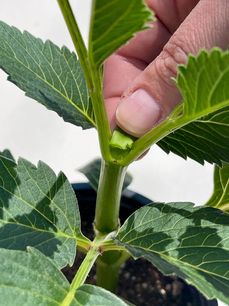 Identify The Main Stem