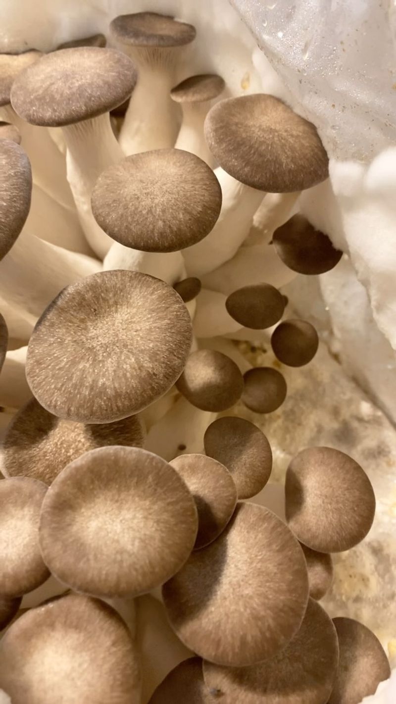 Choose Your Mushroom Variety