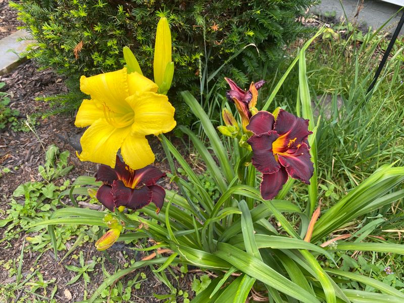 Identify Spent Blooms