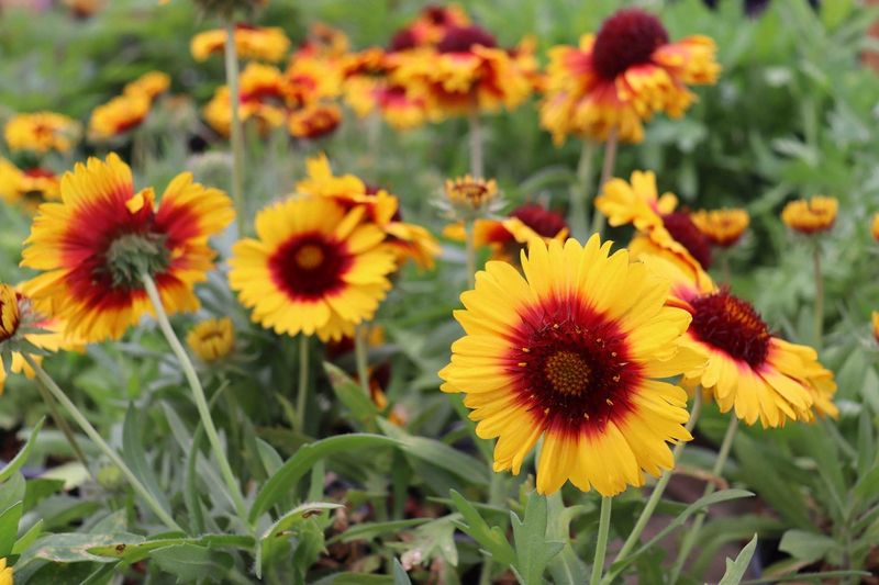 Gaillardia