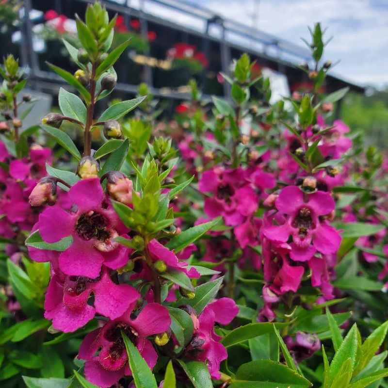 Angelonia