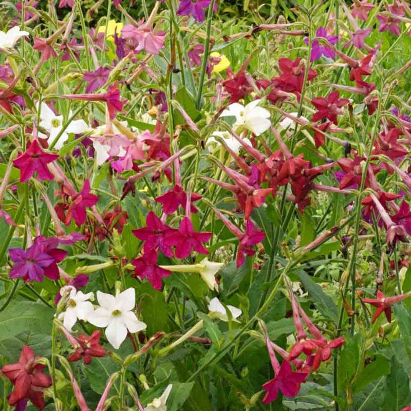 Nicotiana (Flowering Tobacco)