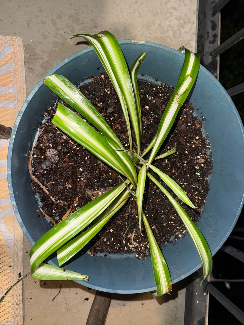Recent Repotting