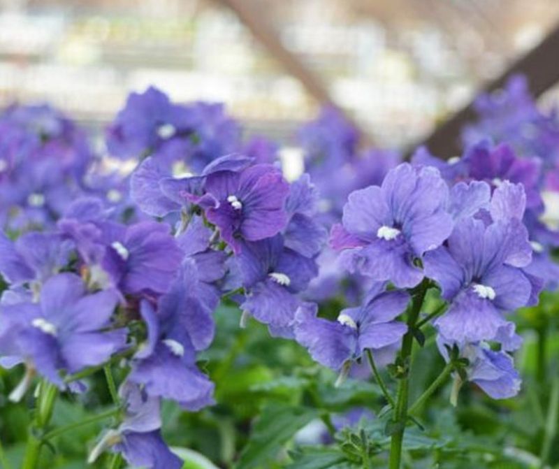 Nemesia