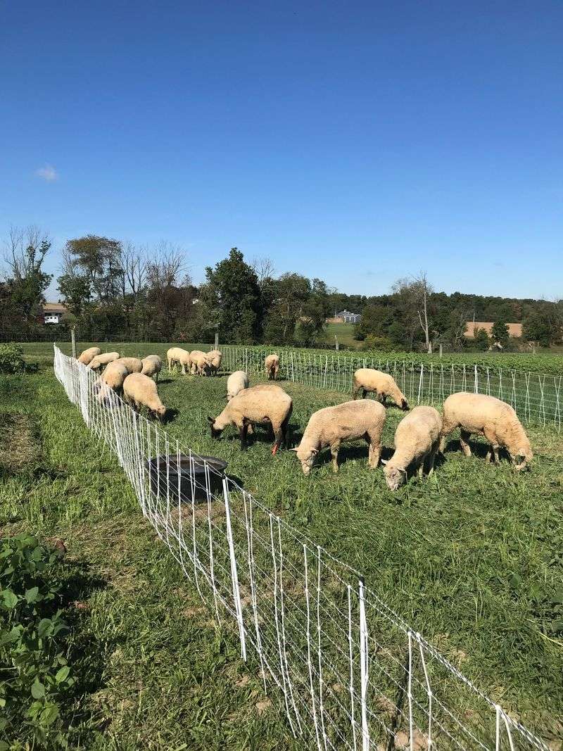 Ohio's Farmland Predators