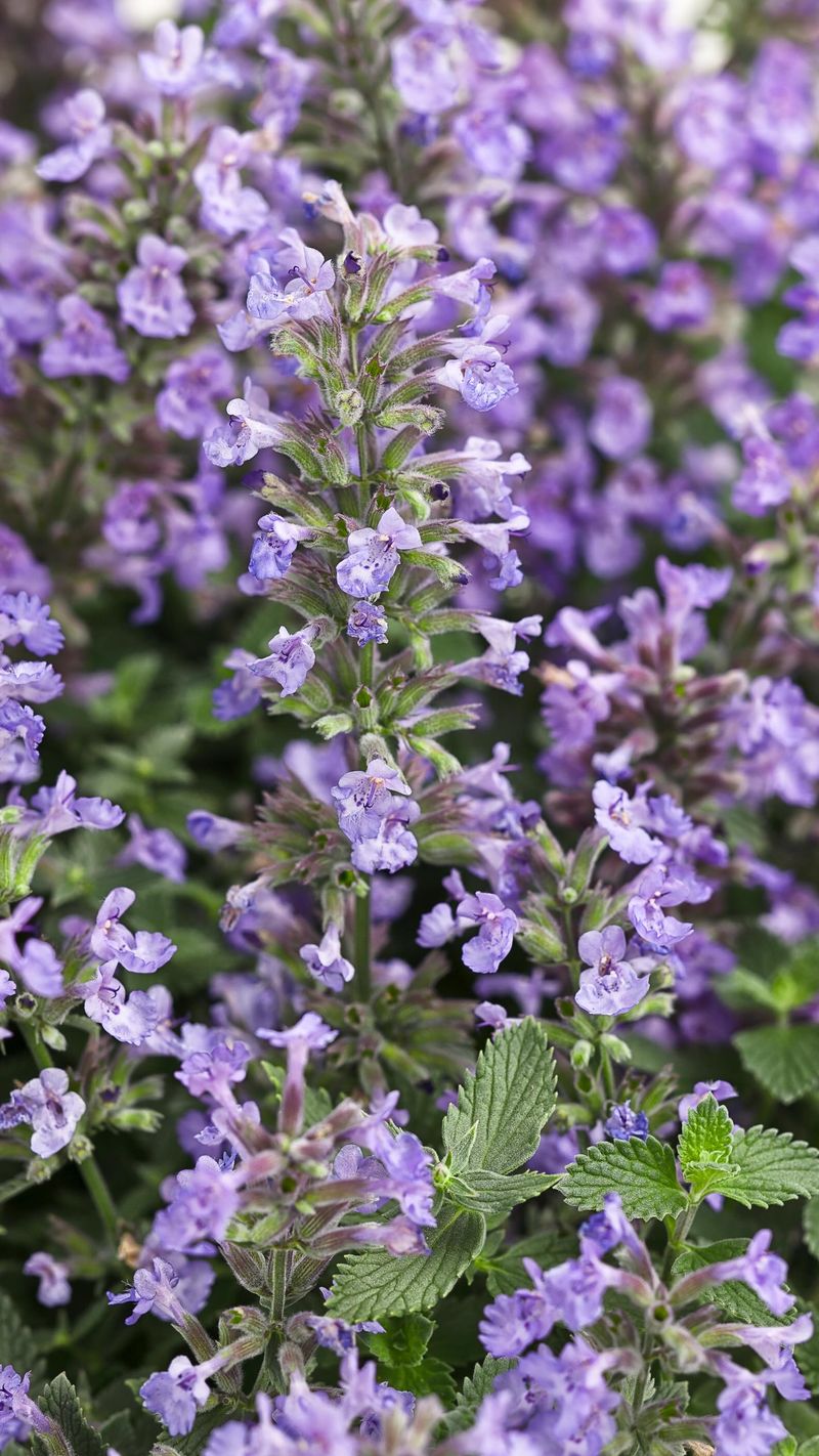 Nepeta