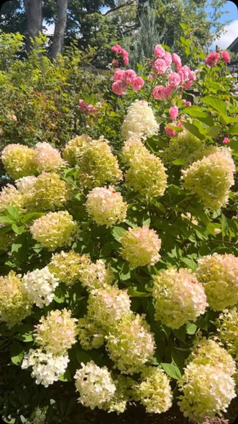 Hydrangea: Lush Companion