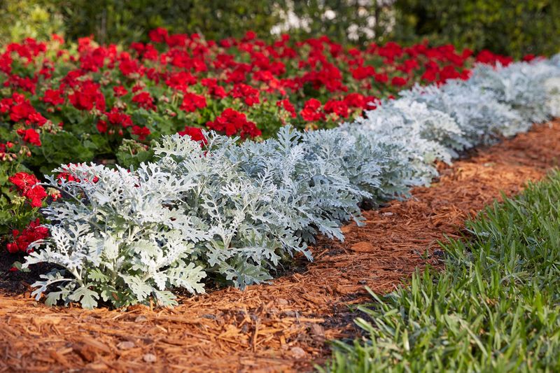 Cleome and Dusty Miller