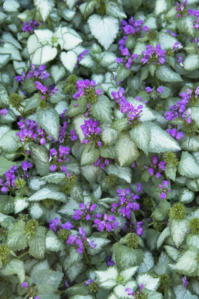 Lamium (Dead Nettle)