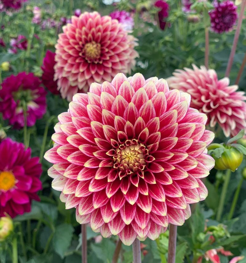 Dahlias