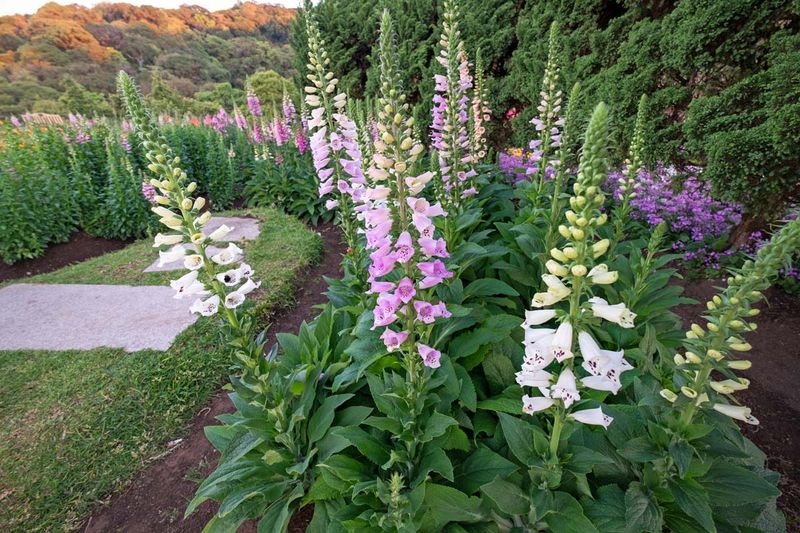 Foxglove
