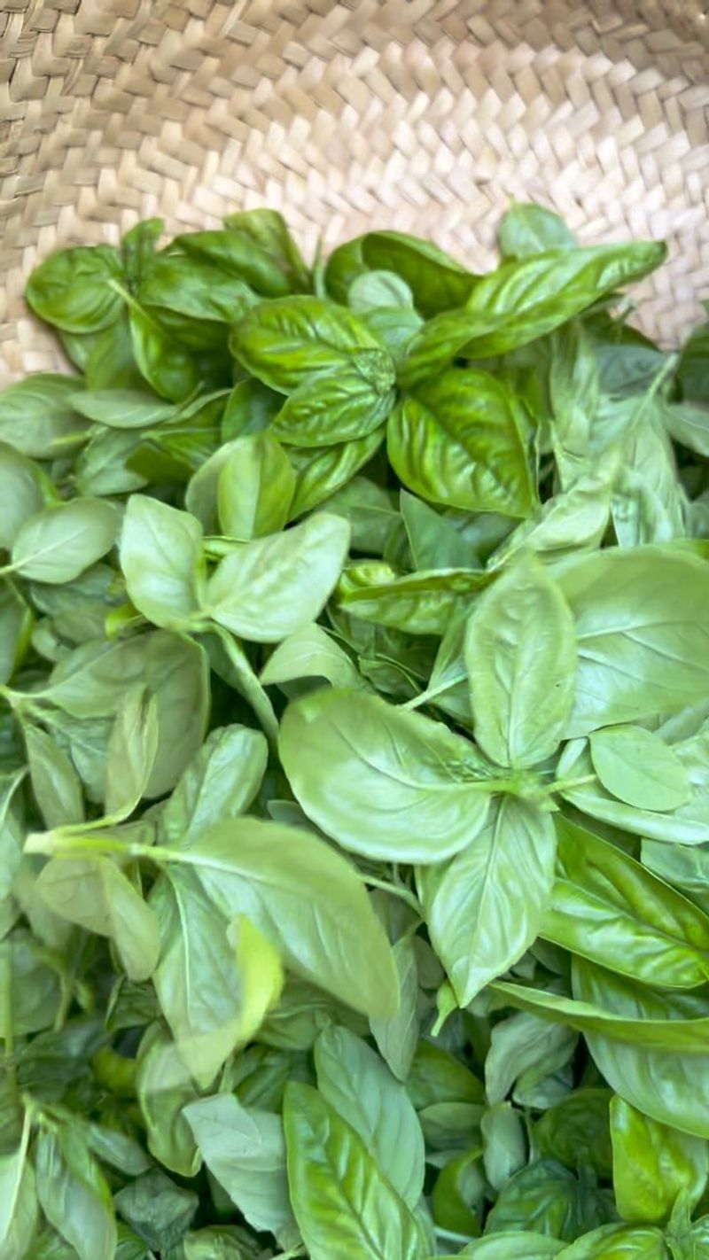 Basil