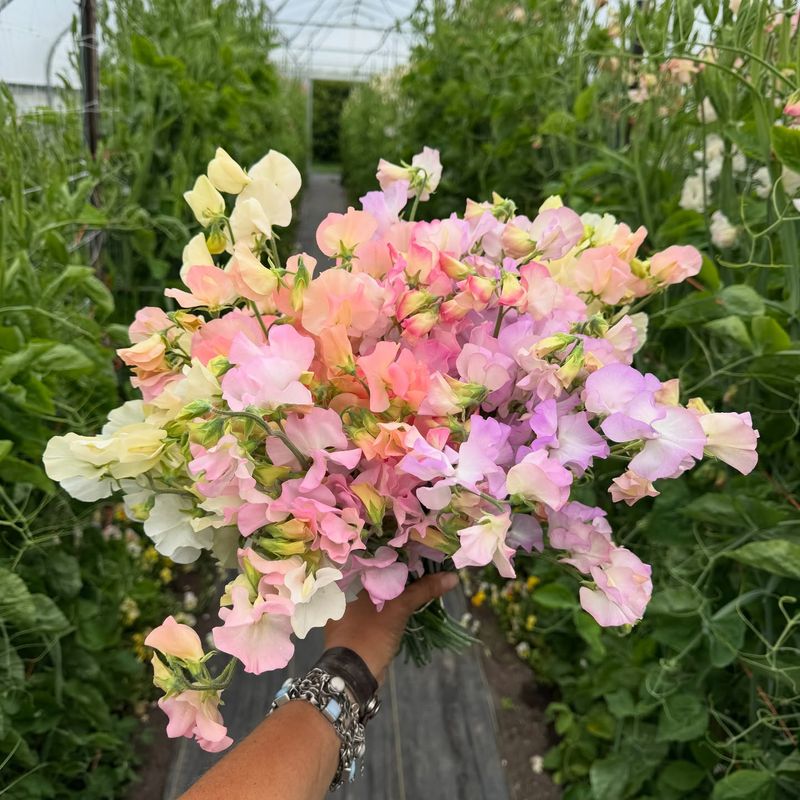 Sweet Peas