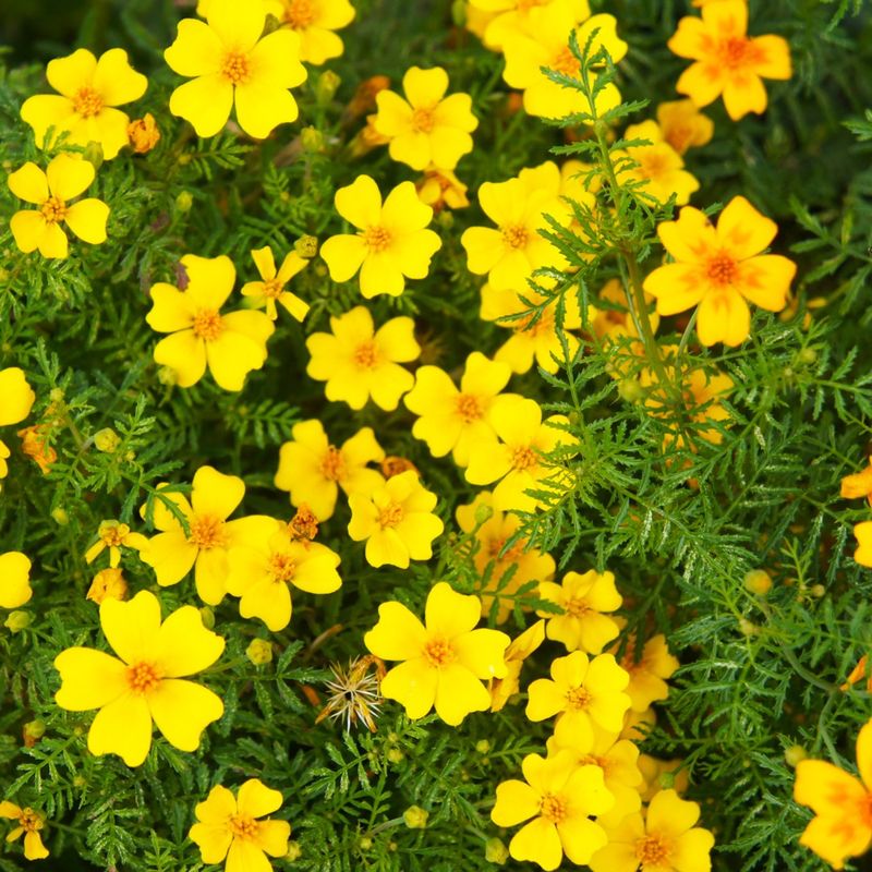 Signet Marigolds: Edible Protectors