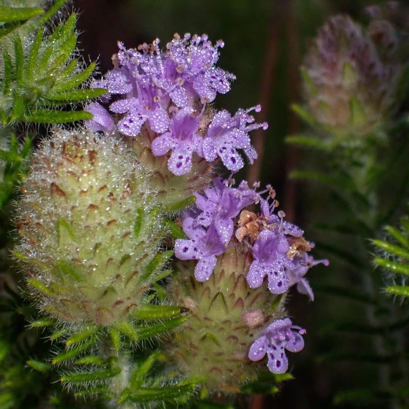 Pennyroyal: Tiny Powerhouse Against Flying Pests