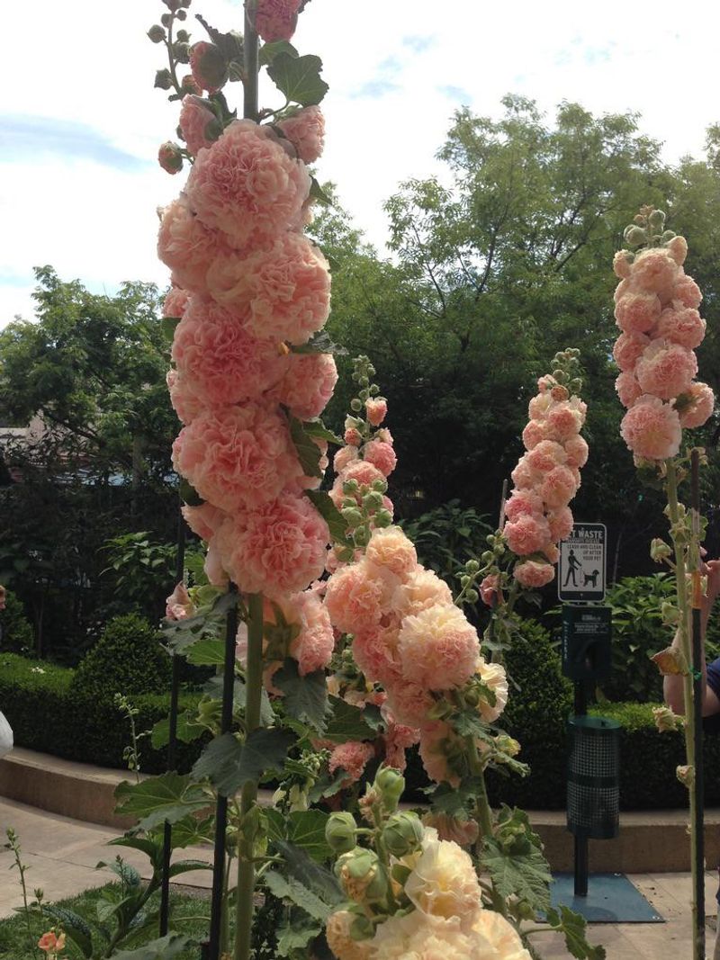 Double Hybrid Hollyhocks